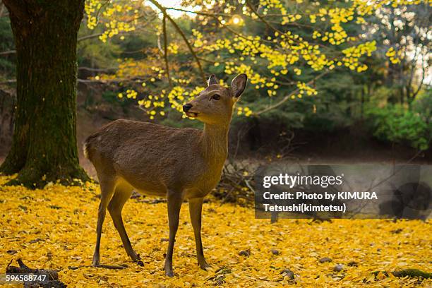 wild shika deer on yellow autumn leaves in nara - sika deer stock pictures, royalty-free photos & images