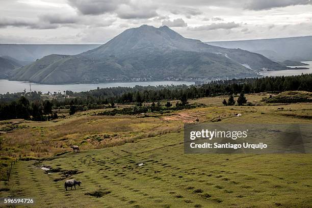 cultivated fields around lake toba - lake toba sumatra stock pictures, royalty-free photos & images
