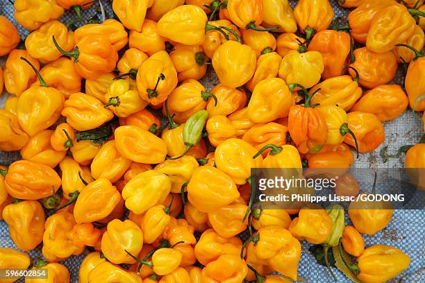 bell peppers. - dakar stock pictures, royalty-free photos & images