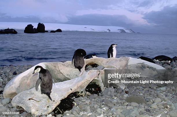 Chinstrap Penguins on Beached Whale Skull