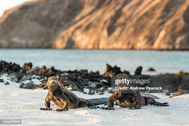 marine iguanas, cerro brujo, san cristobal island - san cristobal stock-fotos und bilder