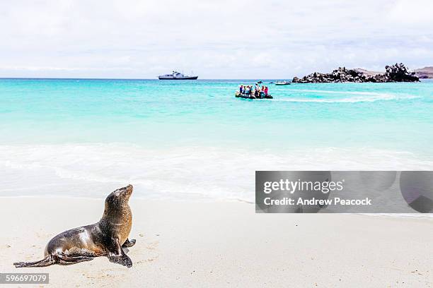 galapagos sea lion, gardner bay, espanola island - sea lion stock pictures, royalty-free photos & images