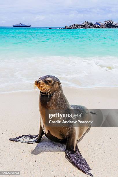 2 284 Sea Lions Galapagos Stock Photos High Res Pictures And Images 2-284-sea-lions-galapagos-stock-photos-high-res-pictures-and-images