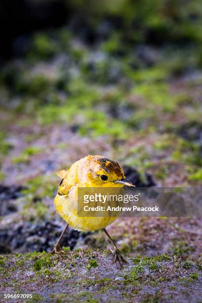 juvenile male yellow warbler - chipe amarillo fotografías e imágenes de stock