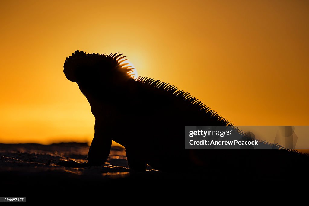 Marine Iguana, Cerro Brujo, San Cristobal Island