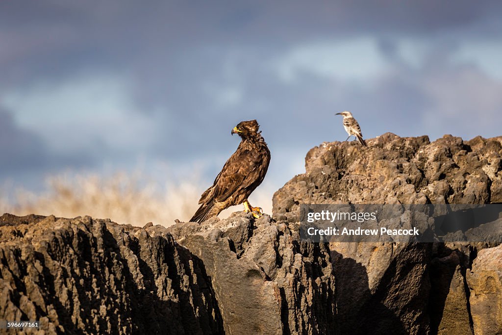 Galapagos Hawk and Hood Mockingbird