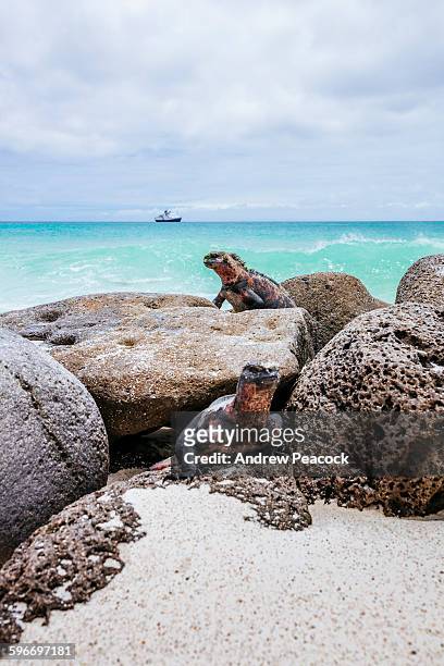 marine iguanas, gardner bay, espanola island - îles galapagos photos et images de collection