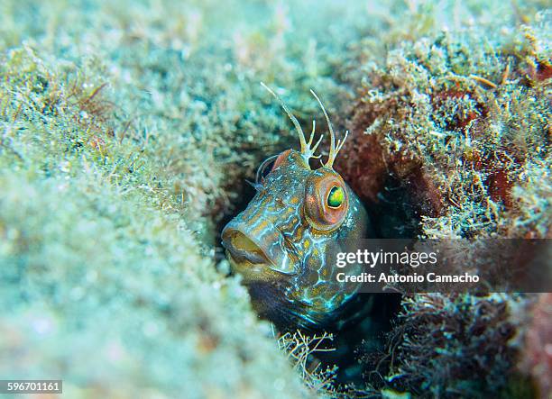 parablennius incognitus - blenny stock pictures, royalty-free photos & images