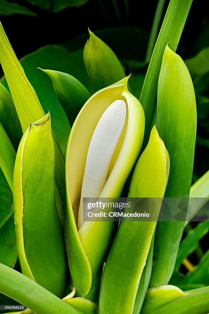 Philodendron