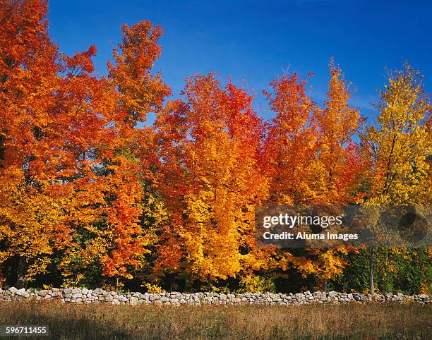 stone wall and sugar maples in autumn - sugar maple stock pictures, royalty-free photos & images