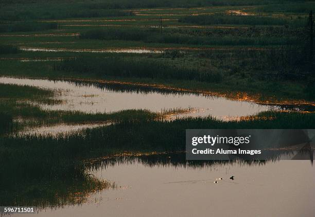 common loons on northern lake - kenora stockfoto's en -beelden