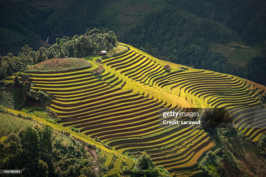 Rice terraces ( Mu cang chai)