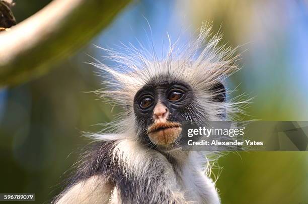 portrait of a red colobus monkey - messy hair stock-fotos und bilder