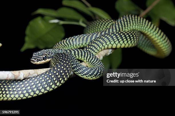 paradise tree snake on a tree branch - tree snake stock pictures, royalty-free photos & images