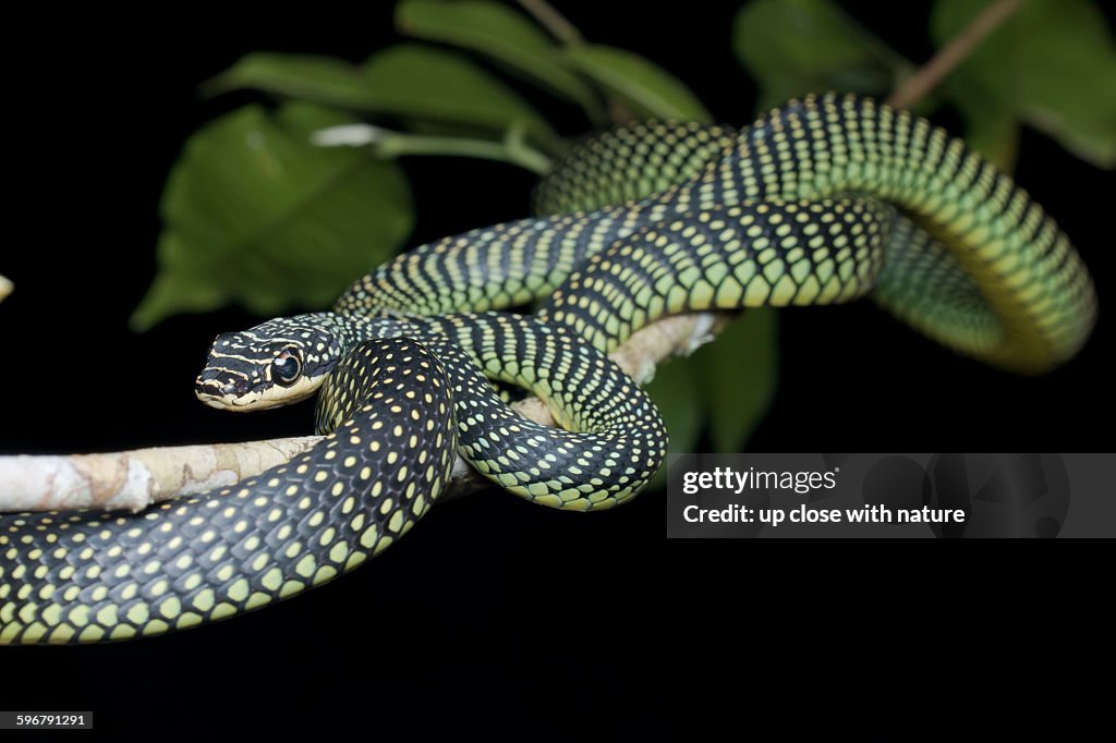 Paride Tree Snake Paradise Tree Snake On A Tree Branch 圖庫照片 - Getty Images