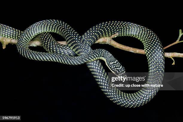 Paride Tree Snake 31 Paradise Tree Snake Stock Photos, High-Res Pictures, and Images ...