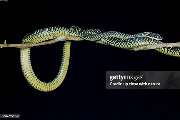 paradise tree snake (chrysopelea paradisi) - tree snake stock pictures, royalty-free photos & images