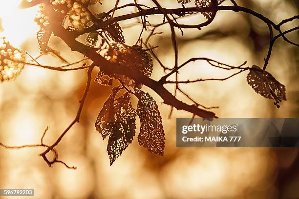 leaves of elm (ulmus minor) with dutch elm disease - dead elm stock pictures, royalty-free photos & images