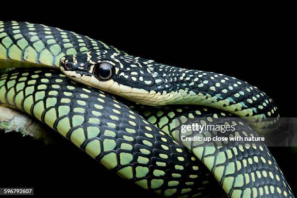 Paride Tree Snake Paradise Tree Snake Photos and Premium High Res Pictures - Getty Images