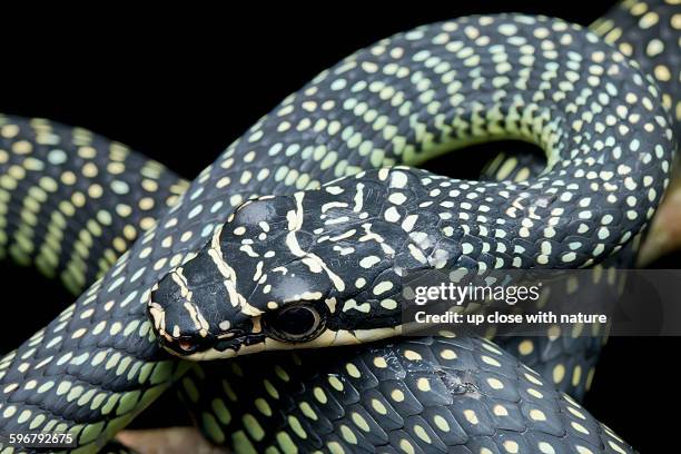 paradise tree snake on a tree branch - tree snake stock pictures, royalty-free photos & images