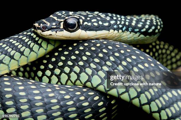 paradise tree snake on a tree branch - tree snake stock pictures, royalty-free photos & images