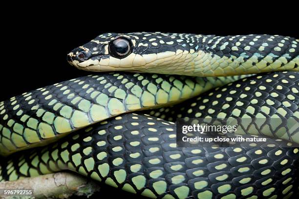 Paride Tree Snake Paradise Tree Snake Photos and Premium High Res Pictures - Getty Images