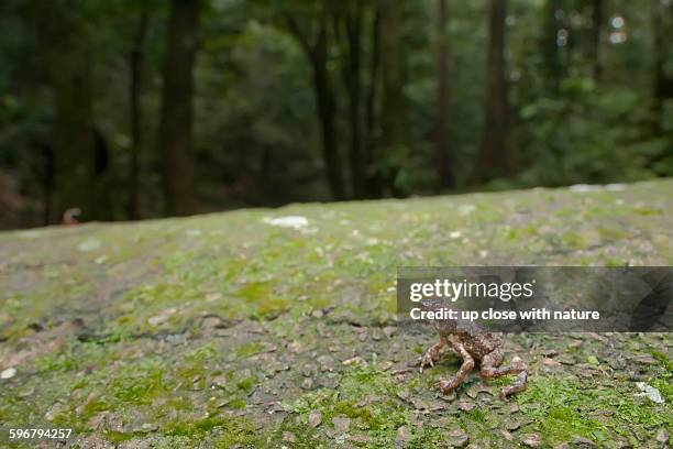 59 Toad Bumps Stock Photos, High-Res Pictures, and Images - Getty Images