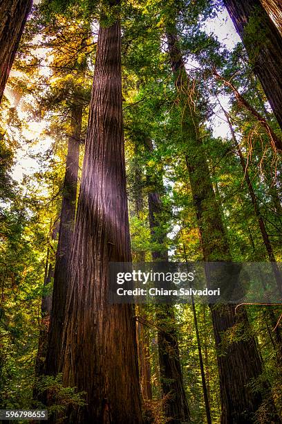 humboldt redwoods state park - humboldt redwoods state park fotografías e imágenes de stock