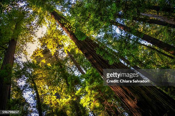 humboldt redwoods state park - humboldt redwoods state park 個照片及圖片檔