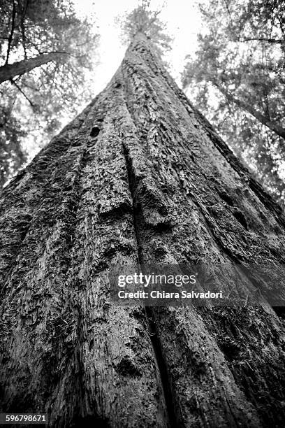 humboldt redwoods state park - humboldt redwoods state park 個照片及圖片檔