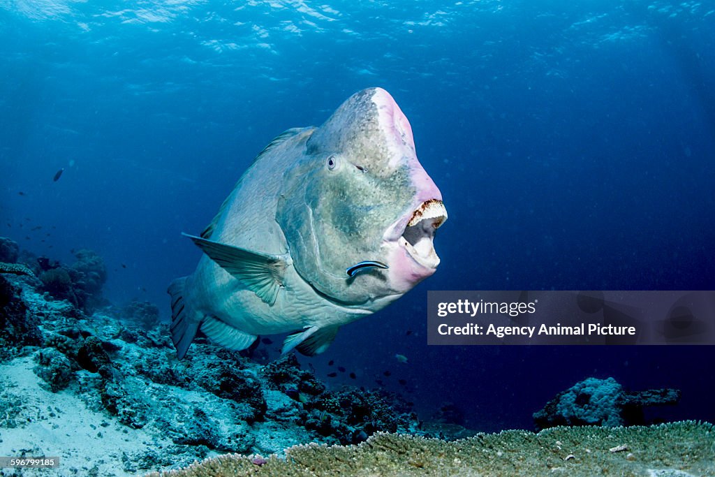 Green humphead parrotfish