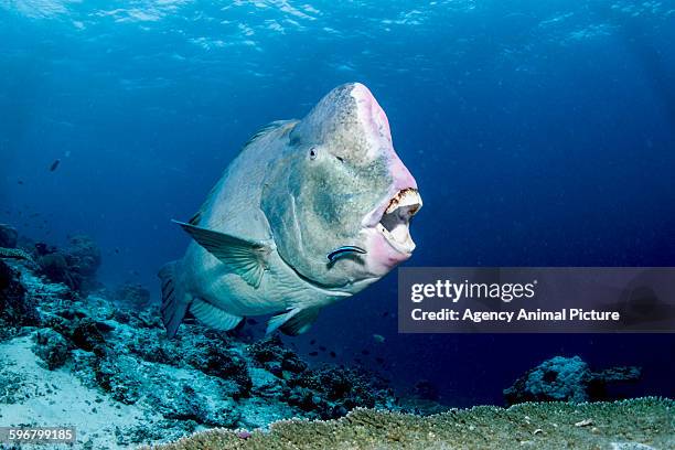 green humphead parrotfish - parrot fish stock pictures, royalty-free photos & images