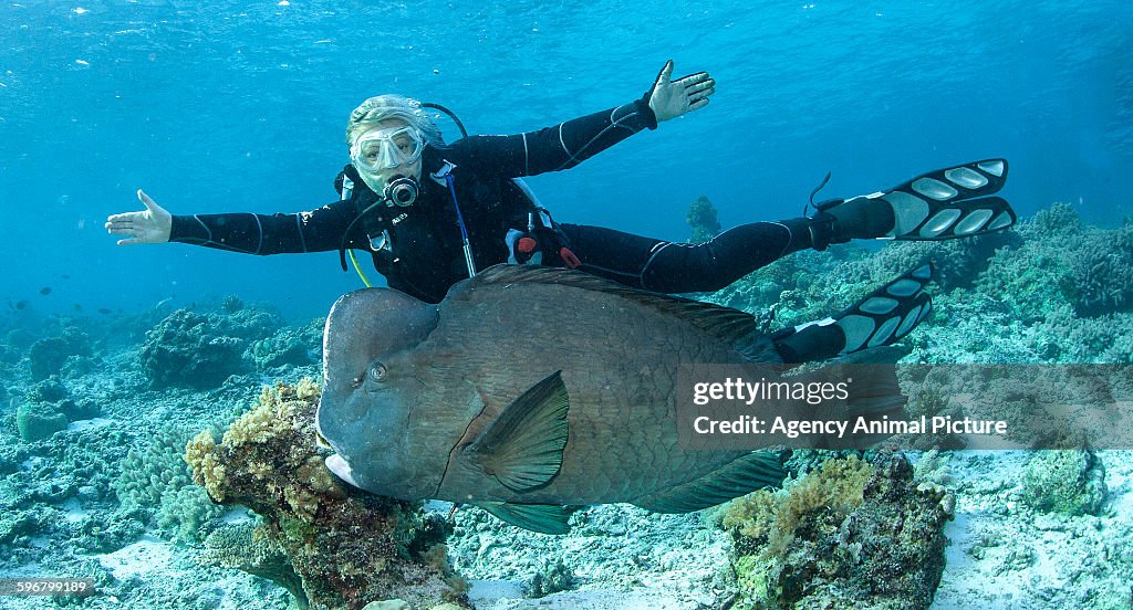 Green humphead parrotfish