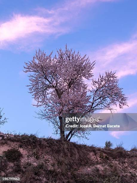 tree in flower in spring to the late afternoon - marsh mallow plant stock pictures, royalty-free photos & images