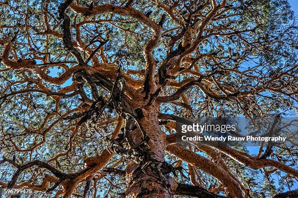 chaotic tree - rauw stock pictures, royalty-free photos & images