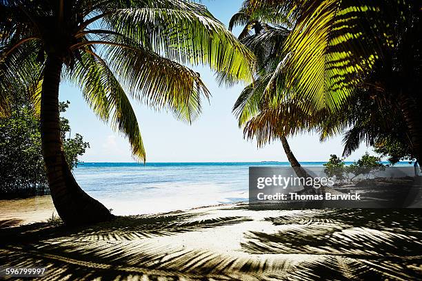 palm tree lined beach in the caribbean sea - belize stock-fotos und bilder