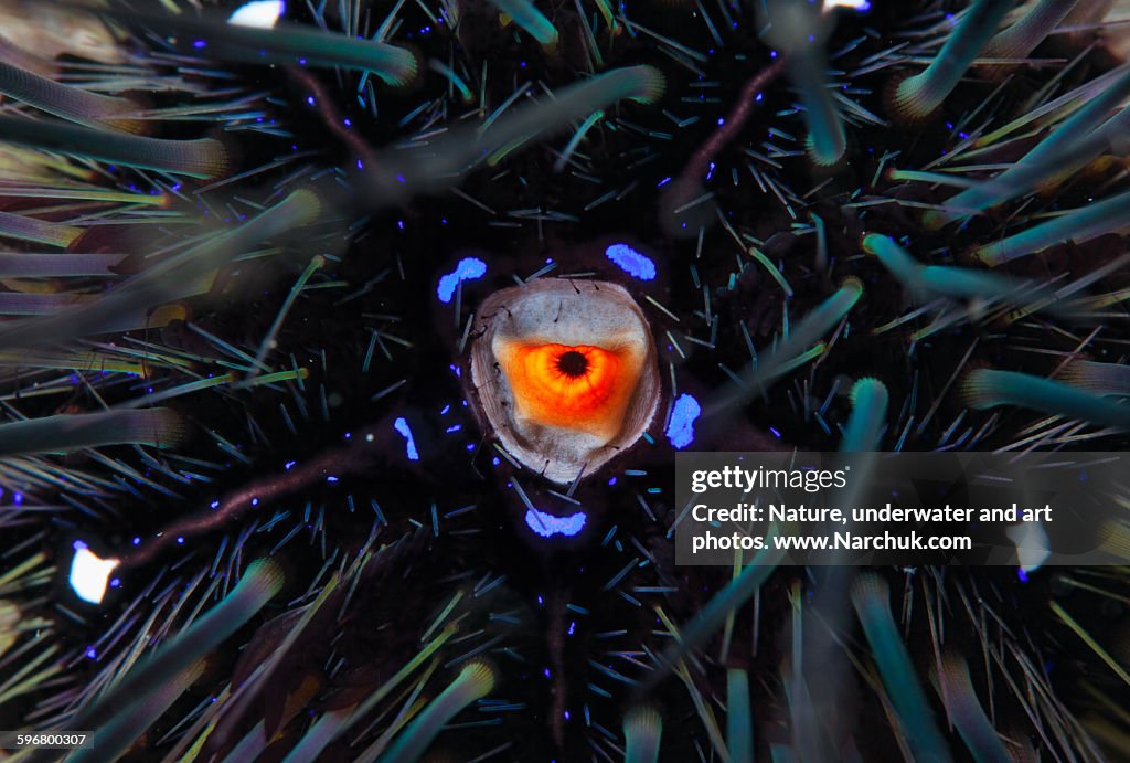Urchin