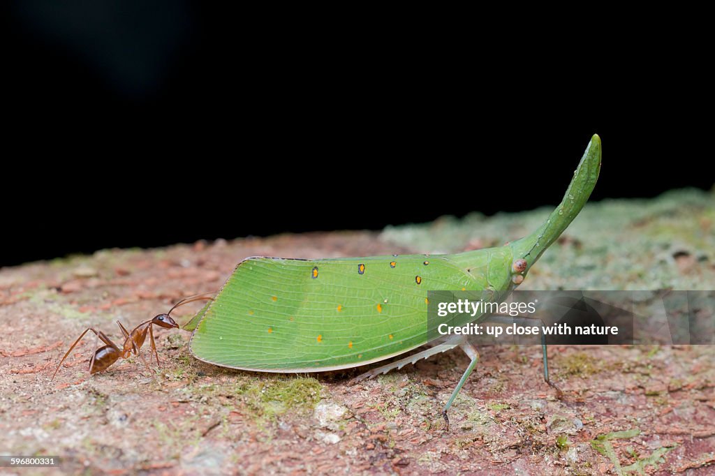 Trophobiosis between an ant and Fulgorid