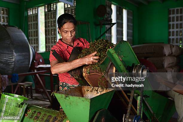 femme tamoule travaillant dans une usine de thé, sri lanka - sri lanka and tea plantation photos et images de collection