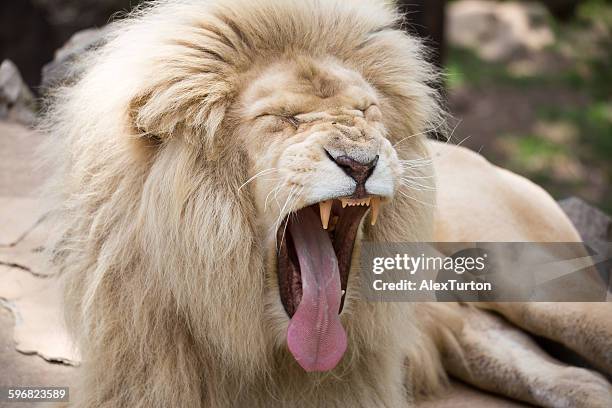 white lion yawning - leão branco - fotografias e filmes do acervo