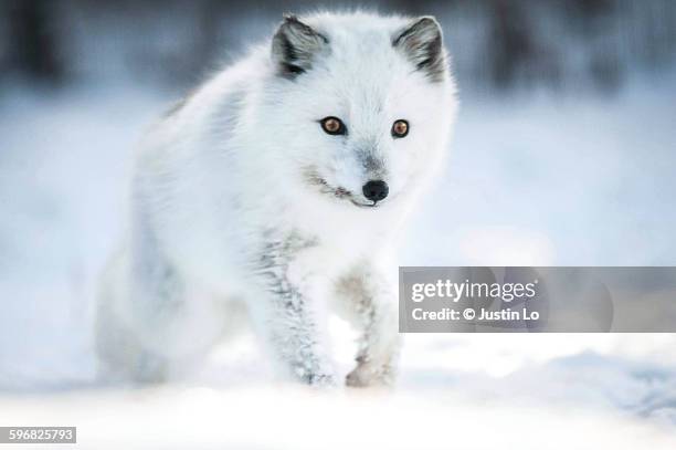 arctic fox - arctic fox stock pictures, royalty-free photos & images