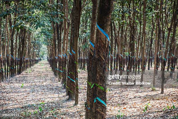 vietnam, cu chi, detail - rubber tree stock pictures, royalty-free photos & images