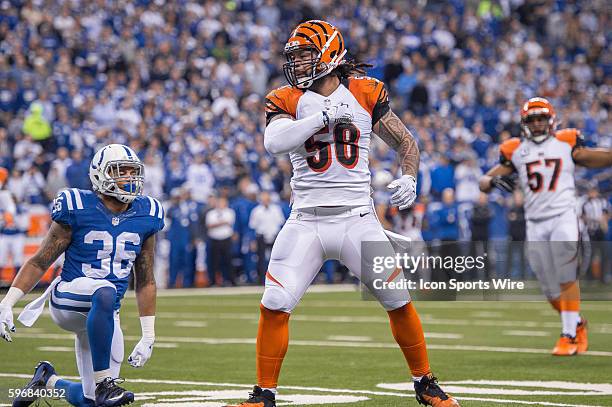 Cincinnati Bengals linebacker Rey Maualuga celebrates a pass breakup during a NFL AFC Wild Card football game between the Indianapolis Colts and...