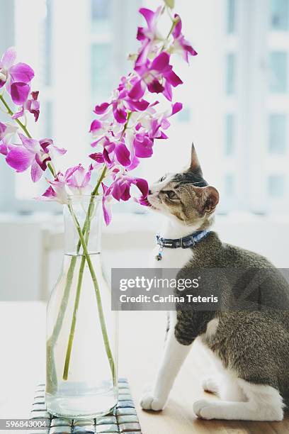 young singapura breed cat tasting fresh cut orchids from a vase - cingapura stock pictures, royalty-free photos & images