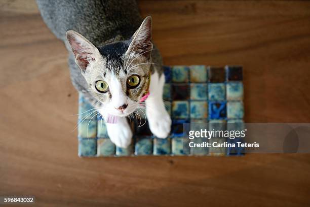 young singapura cat looking up at the camera from a table - cingapura stock pictures, royalty-free photos & images