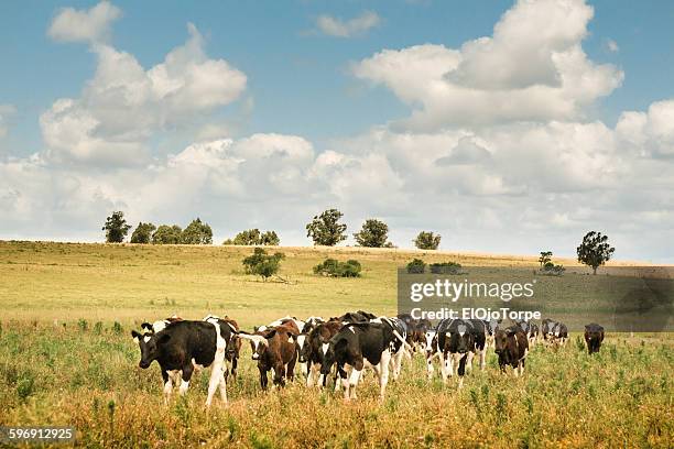 group of cows, domestic cattle, in a rural scene - uruguay food stock pictures, royalty-free photos & images