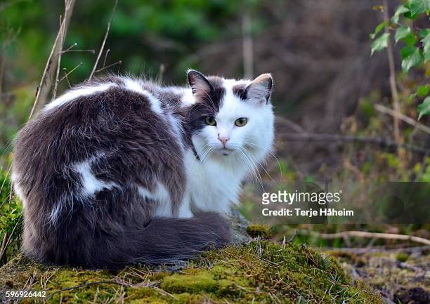 norwegian forest cat - norwegian forest cat stock pictures, royalty-free photos & images