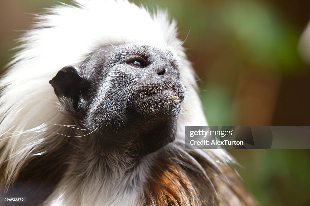 Cottontop Tamarin