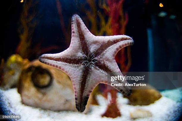 starfish on aquarium - ophiotrix spiculata fotografías e imágenes de stock