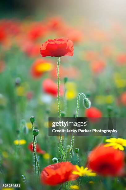 red field poppies - corn marigold stock pictures, royalty-free photos & images